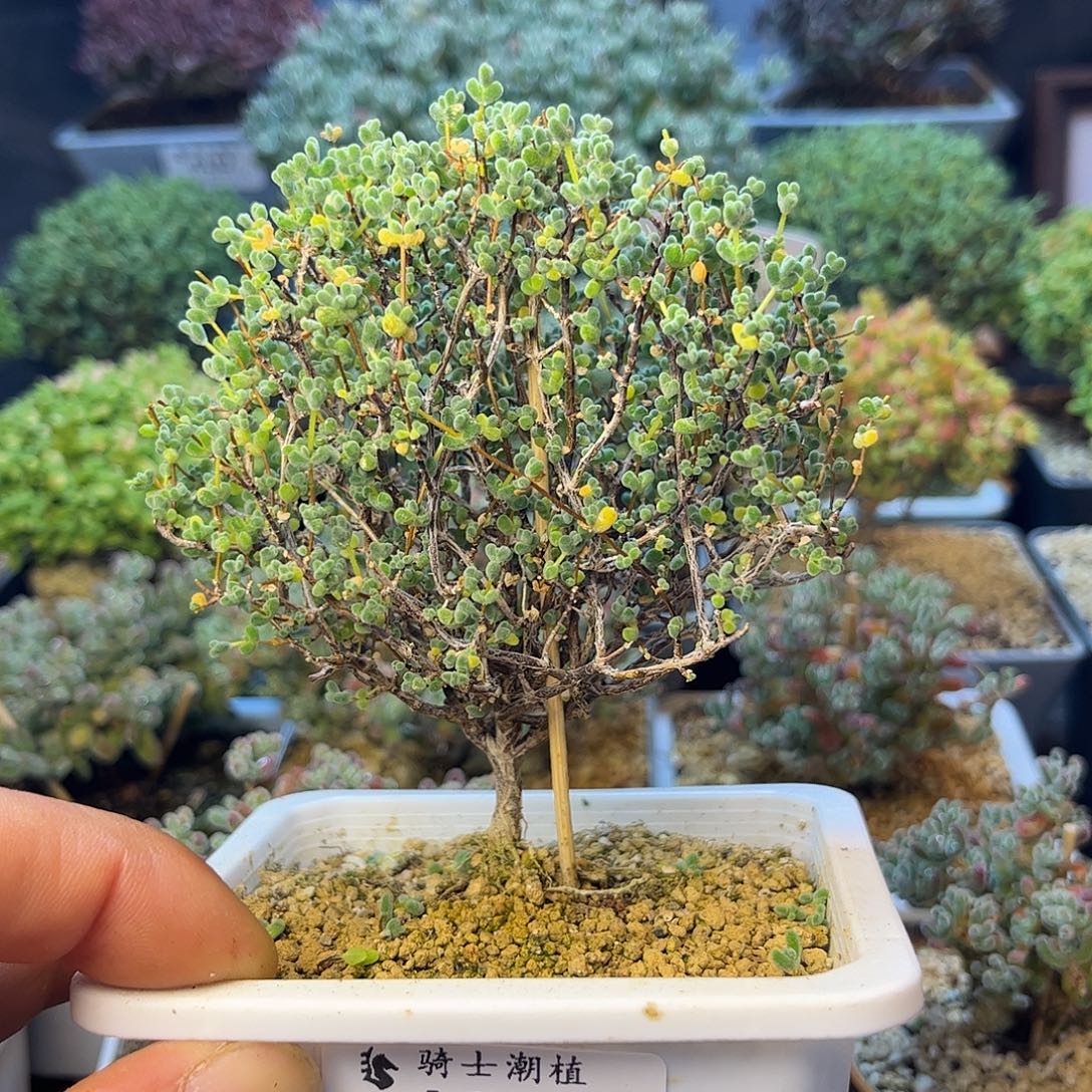 161实生莱斯枝干番杏多肉