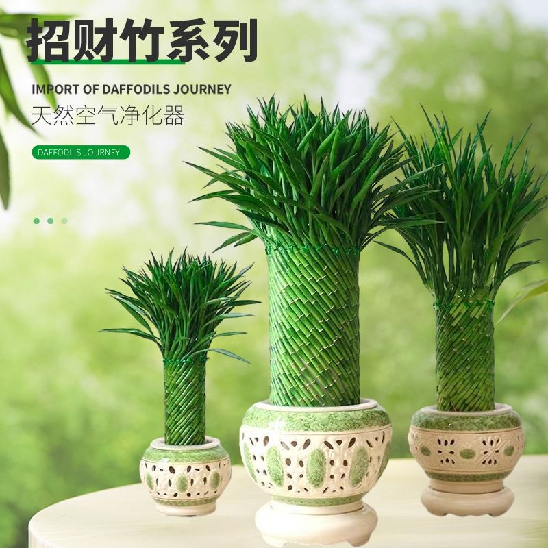 编织招财竹富贵竹水培植物盆栽客厅水养大型绿植室内四季常青乔迁