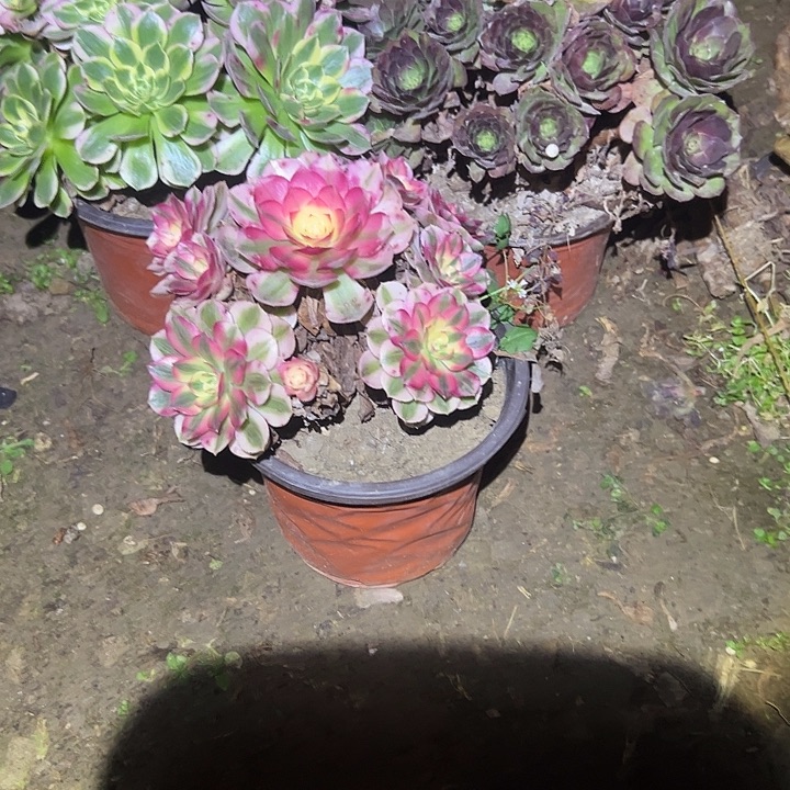 光***.不包侧枝一物一拍7