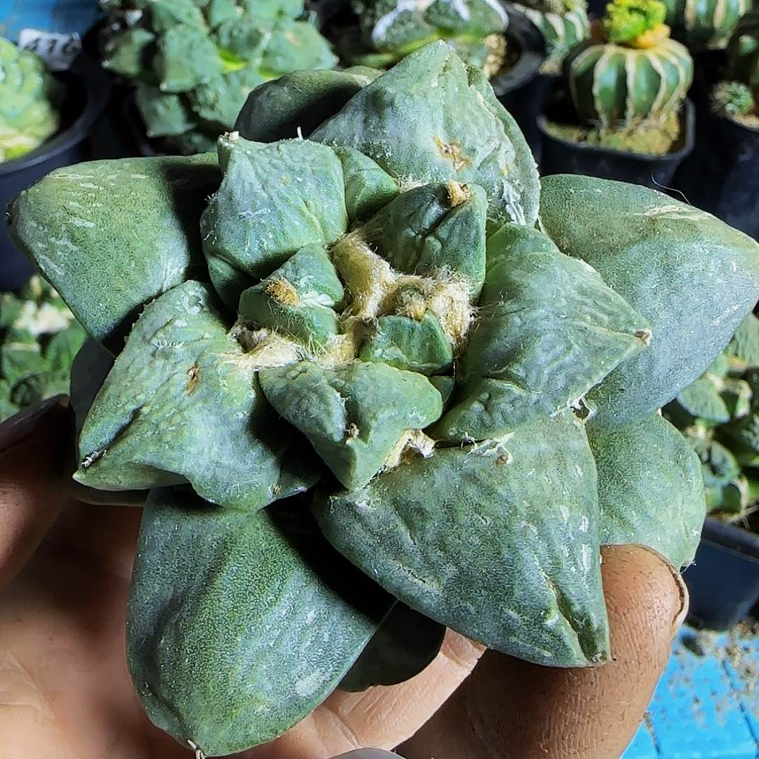 青瓷怒310刚出根