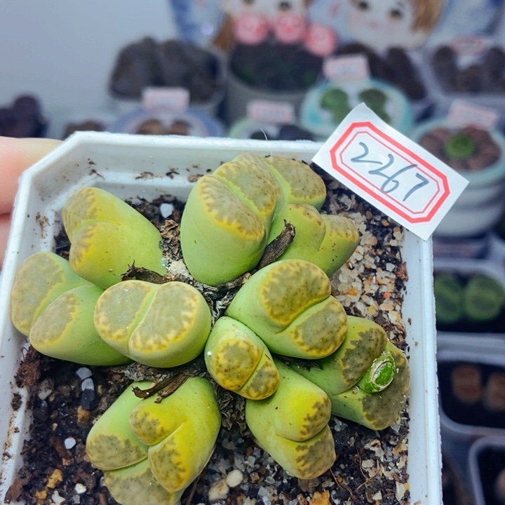 樱桃爱妃们的美肉