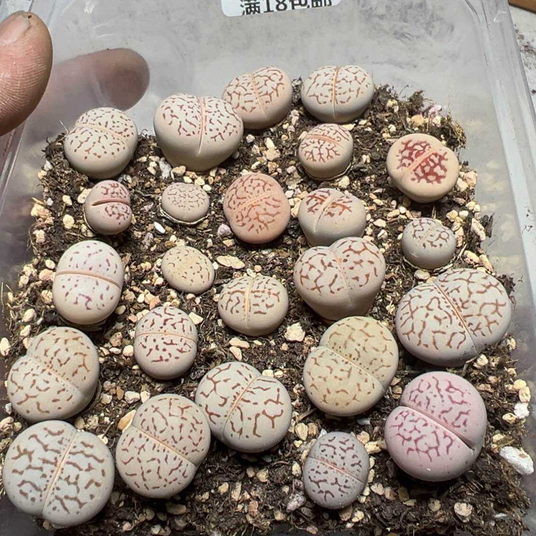 【闪购商品】 168.     