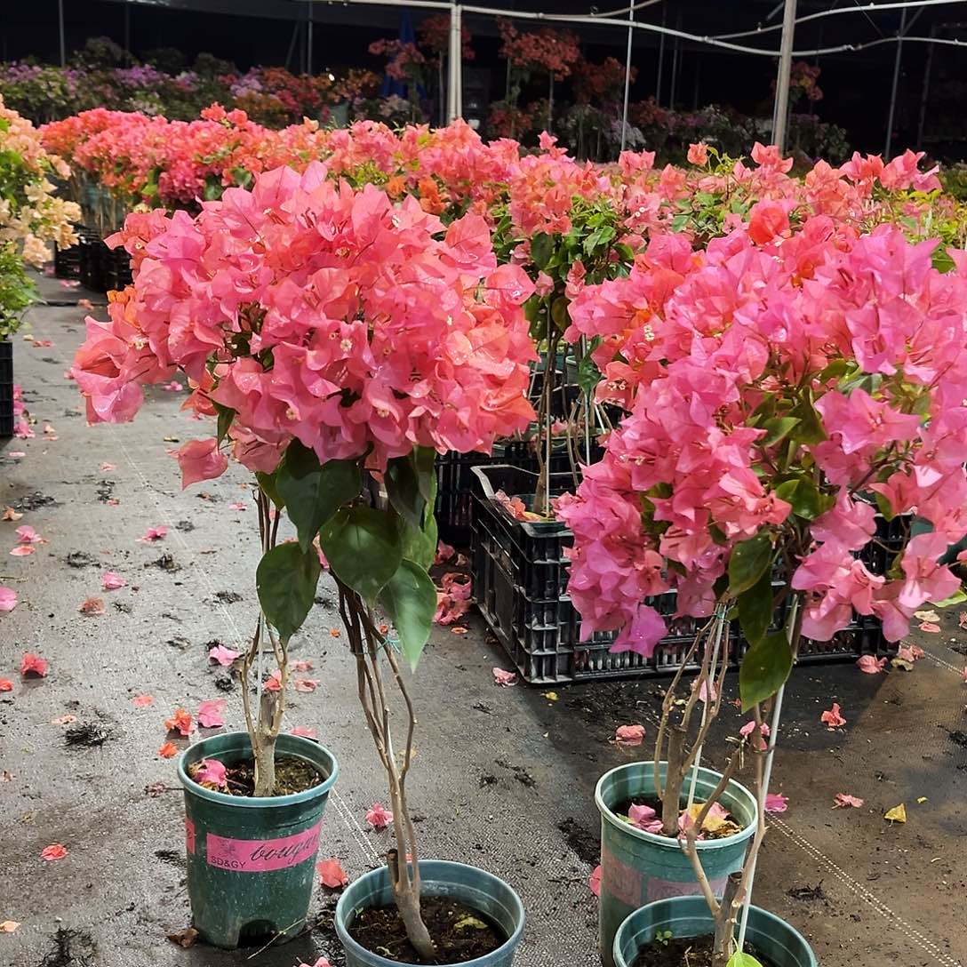 大部分花苞少量开放波妹带竹一颗