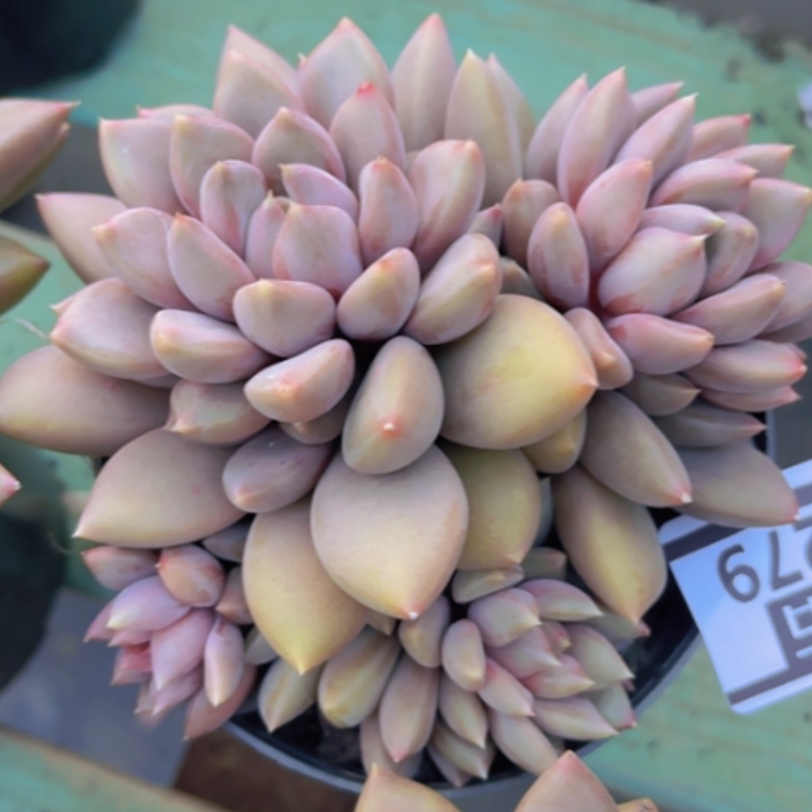 【闪购商品】红象牙22279