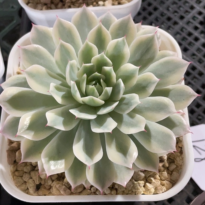 风声锦一物一拍锦龙