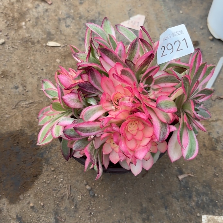 倾城多肉法师2921