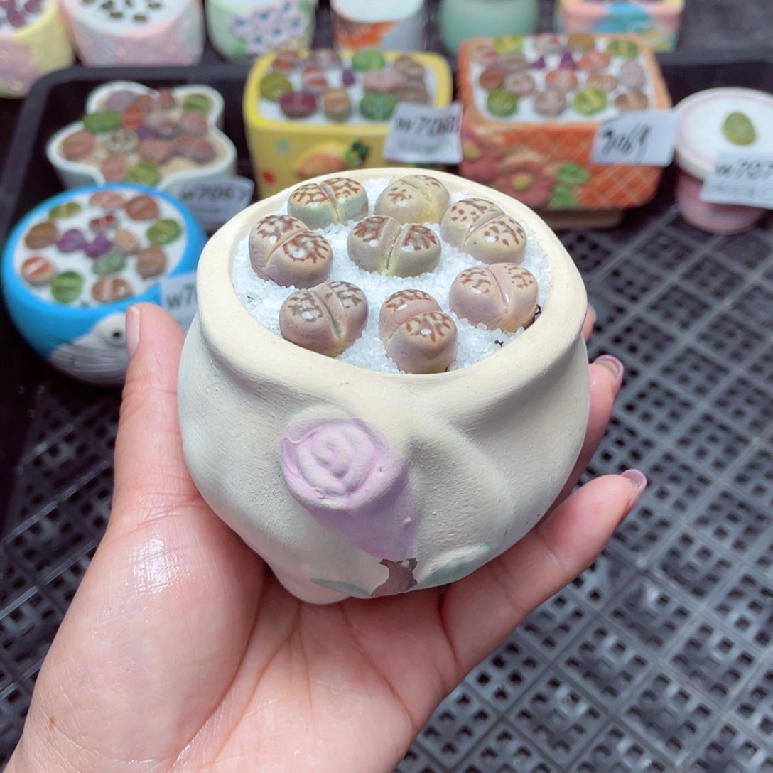 w7073 -零下地区拍保温箱-15支持寄养