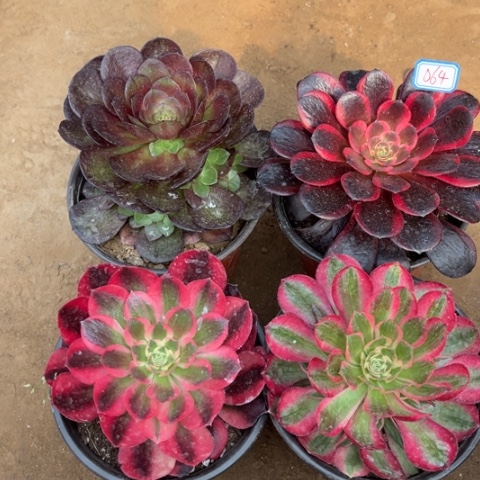 064多肉植物组合