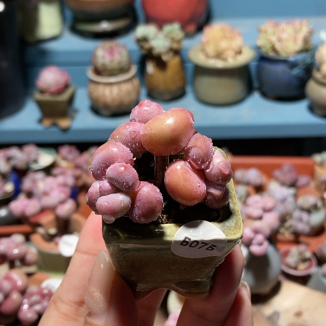 5075糖果腰子蛋带盆土