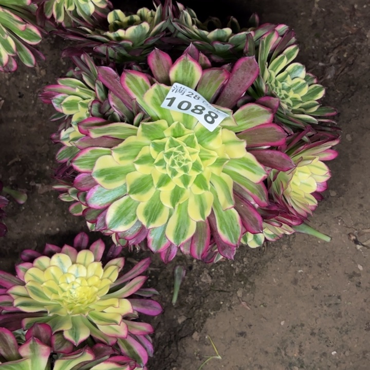 1088天河多肉植物