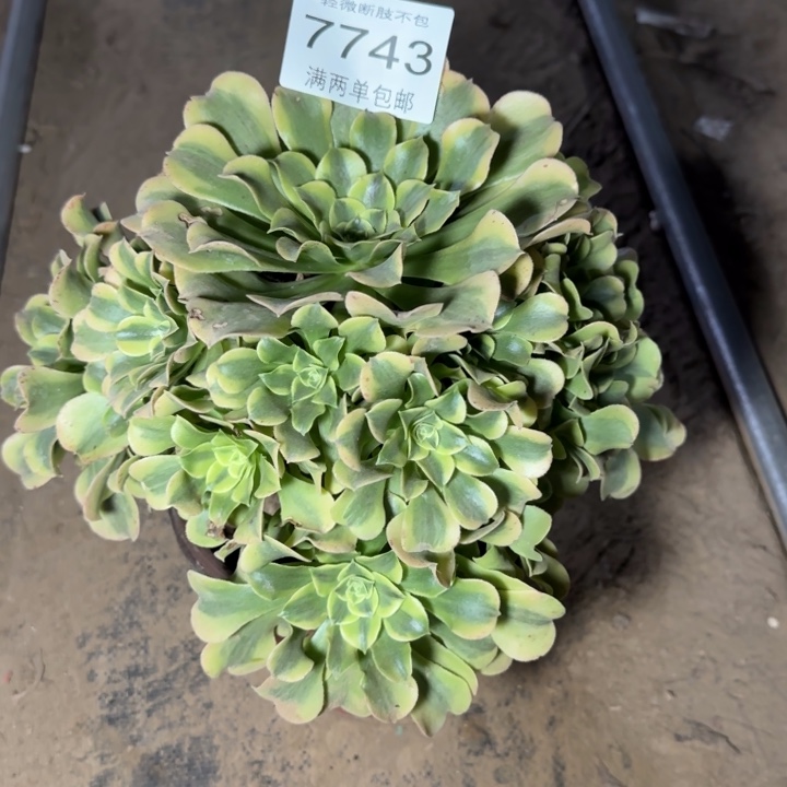 7743绿豆沙的多肉植物