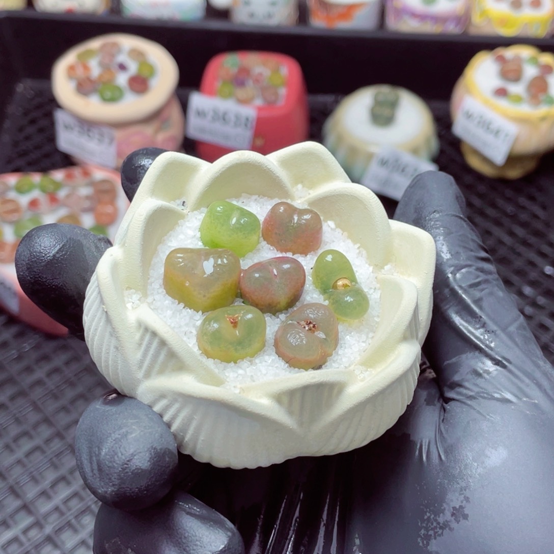 w3642--带盆土发货，零下地区拍保温箱