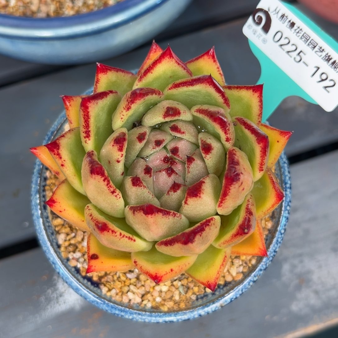 多肉一物一拍0225-192