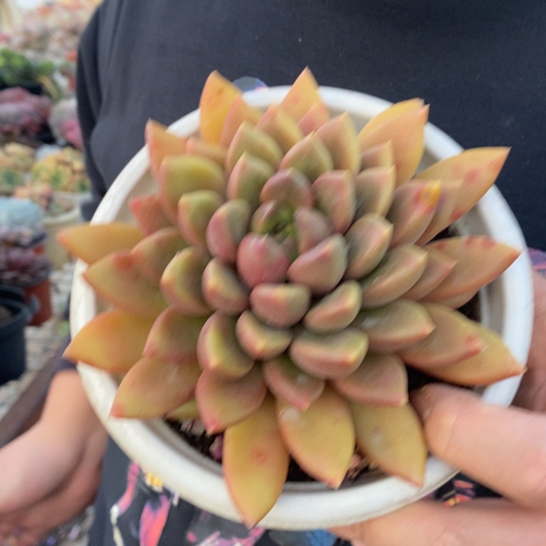 黄金象牙大单头老桩，160杯