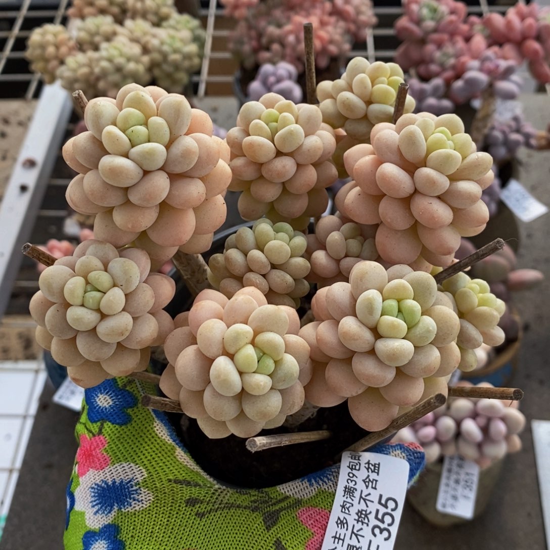 洛可可355/10cm多肉