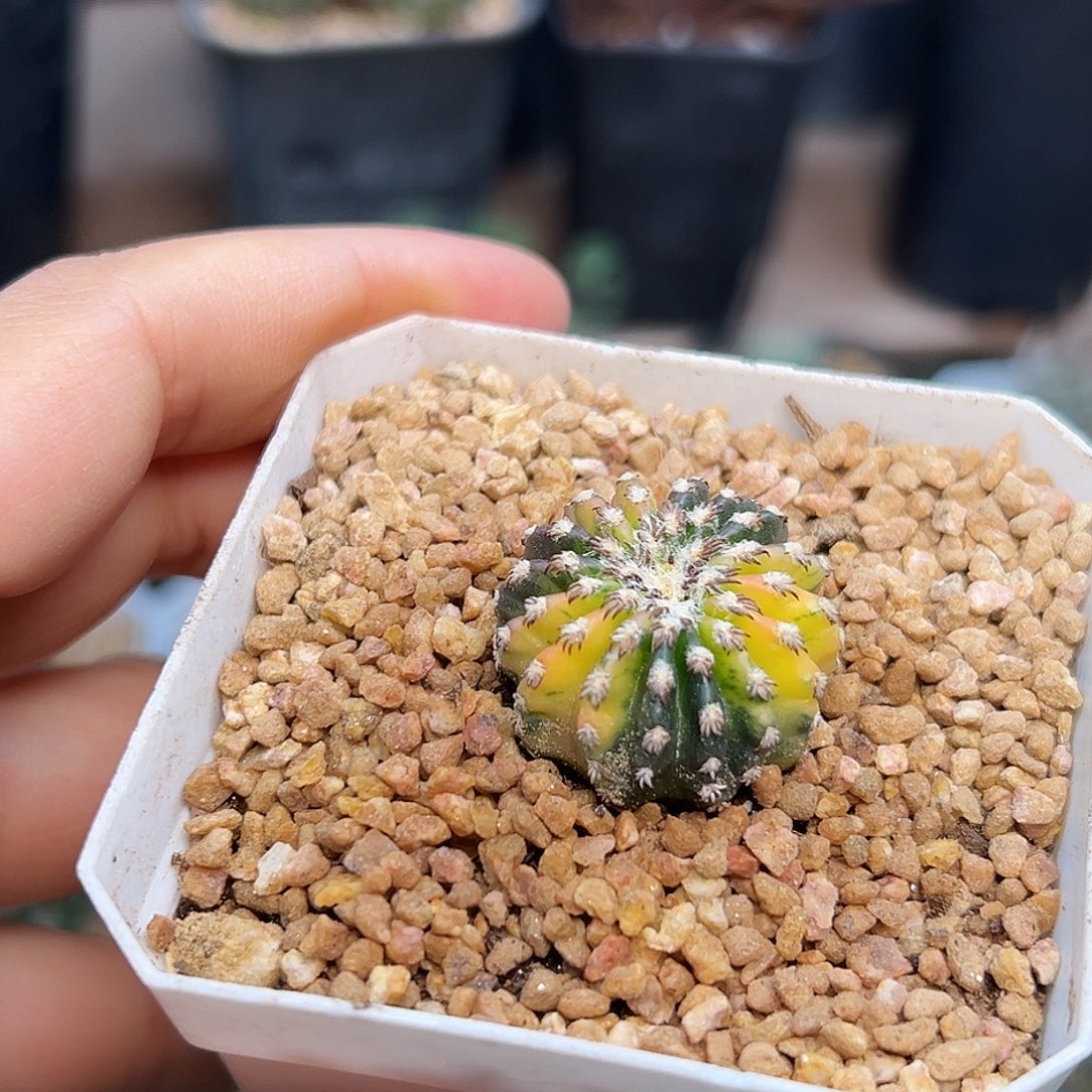散斑锦奇特球锦实生球