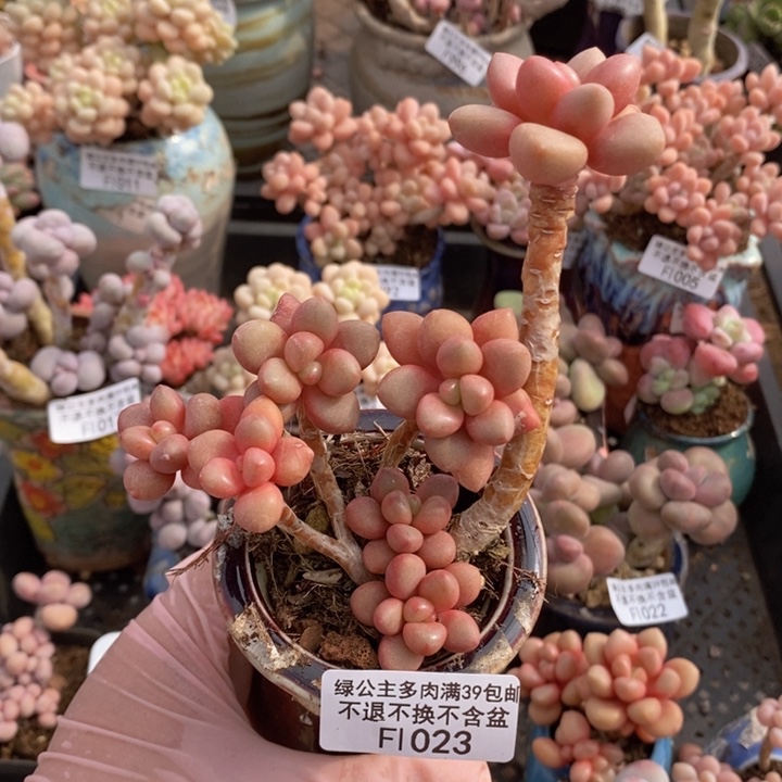 先锋派8cm1023多肉植物