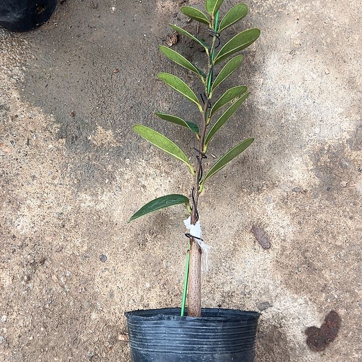 雨***鸽天使14798799776876788