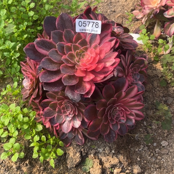 05778黑魔锦多肉植物