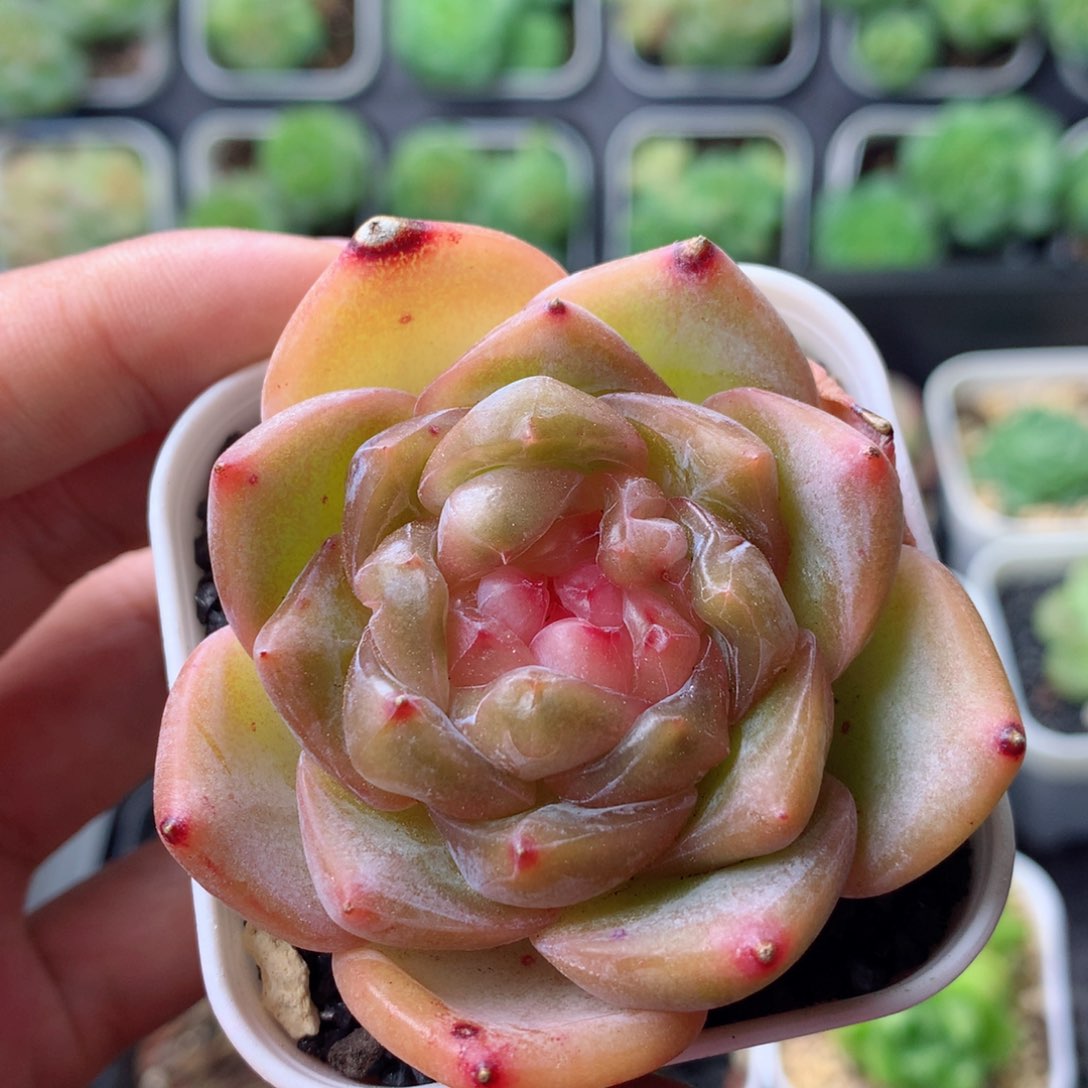 58包邮  群生不包整 33