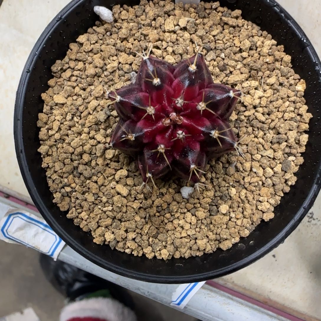 小***灵58号红酒实生福利价