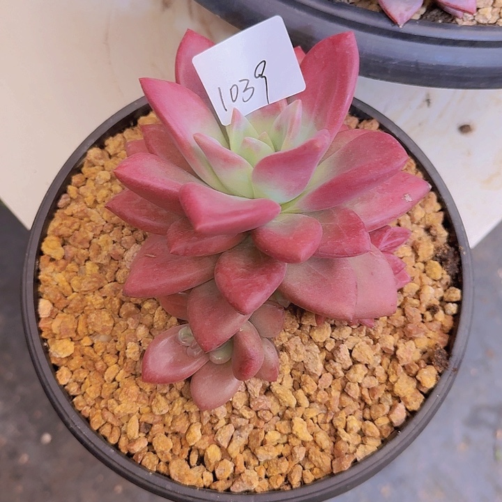 1039赫菲多肉植物