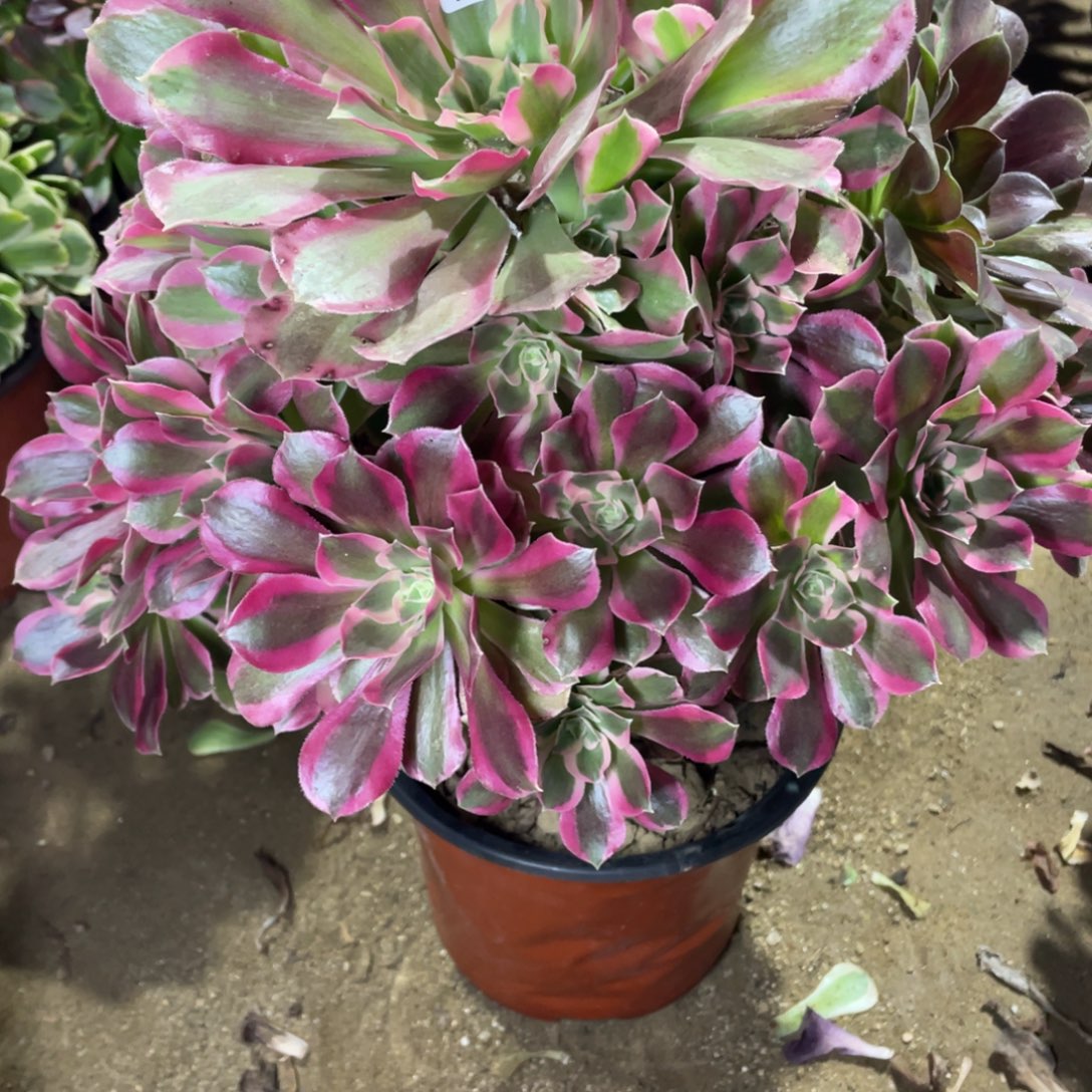 205男神多肉法师断枝不包