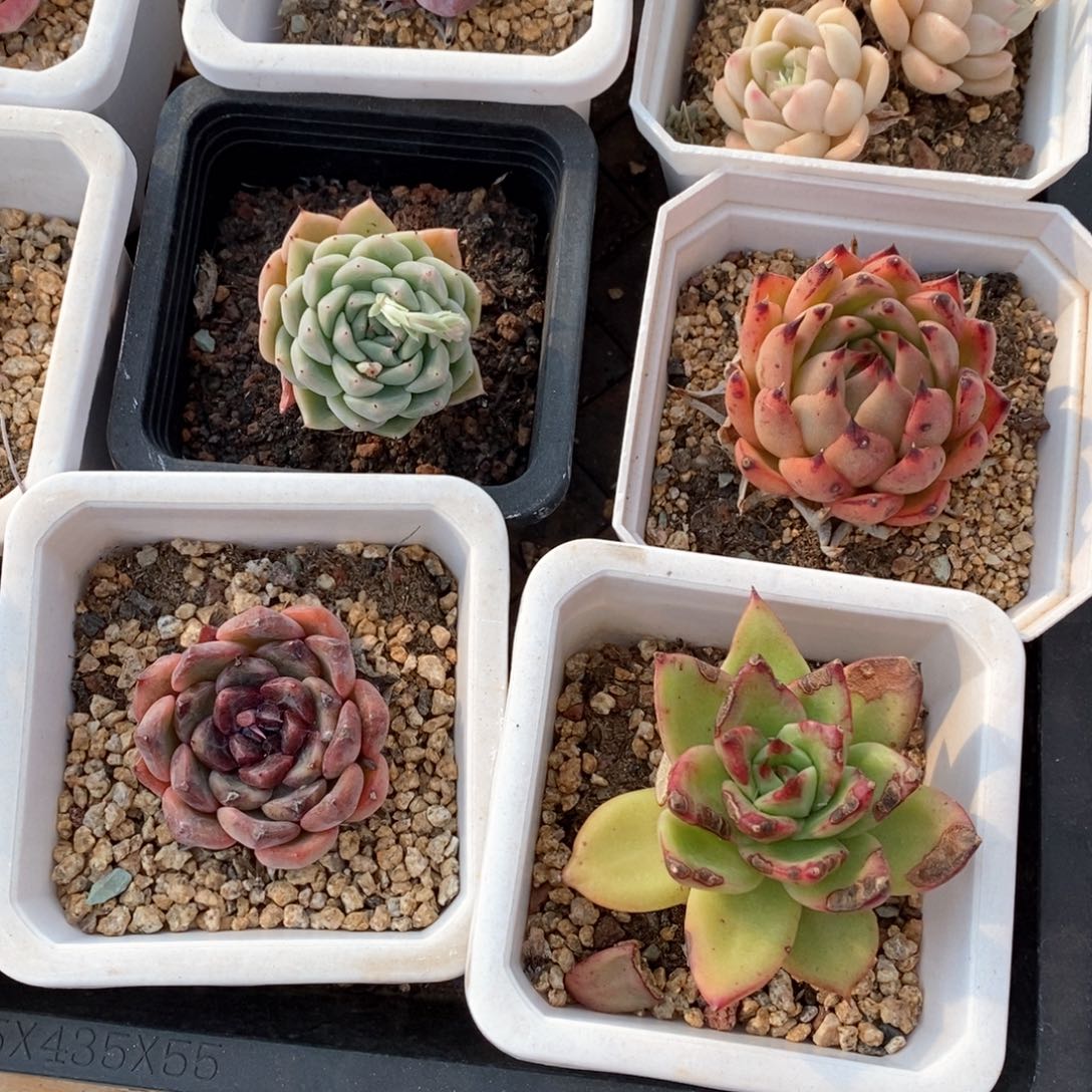 精品多肉一物一拍不包整107