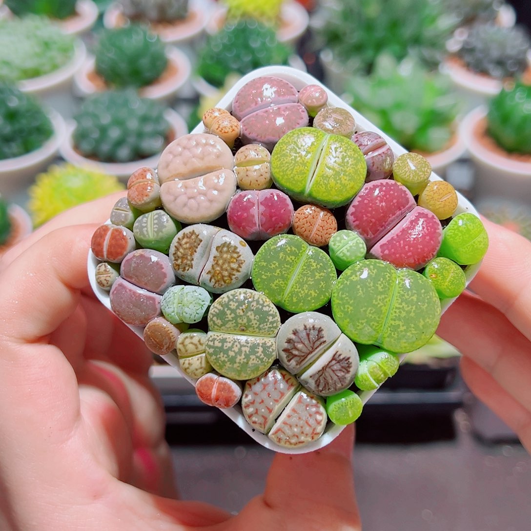 彩拼生石花带白盆种好
