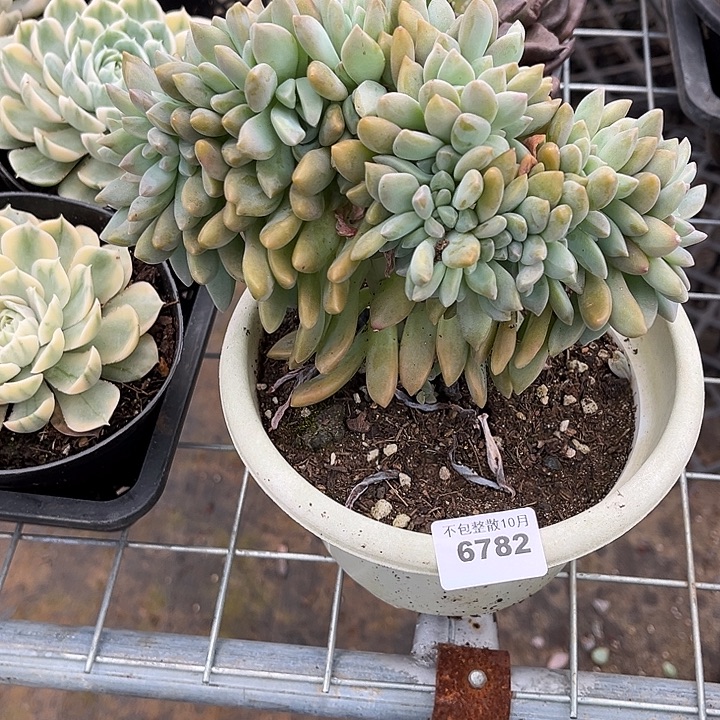 阿雅园艺。        6782淡雪缀