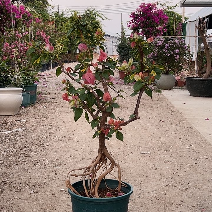 完全开放 金心橙白 原生提根小树头  