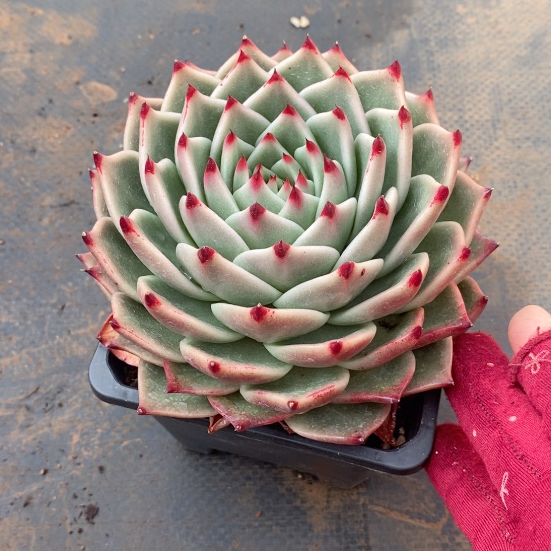 喵*姐福利特价蓝龙