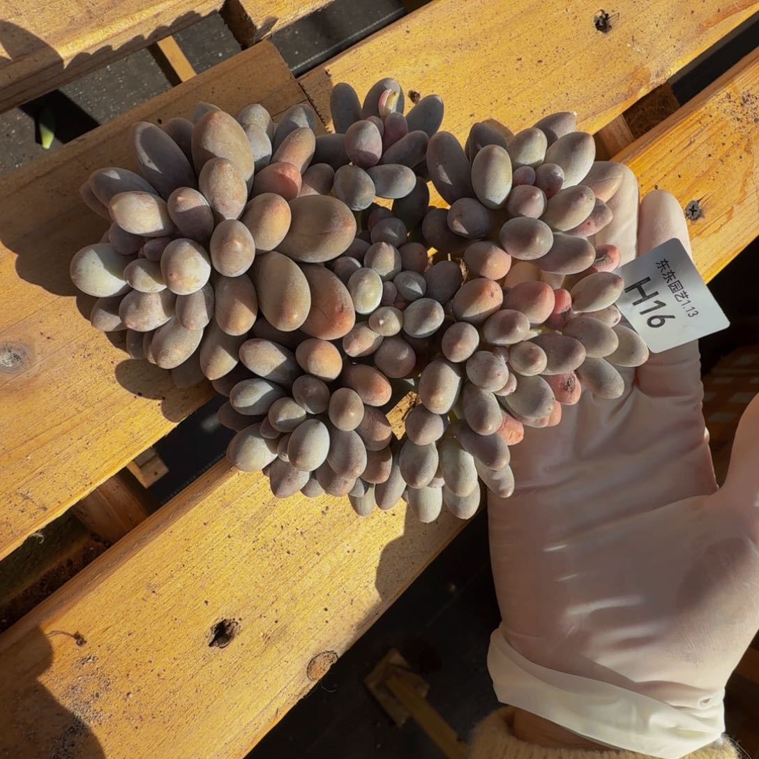 h h h h h h h h 16