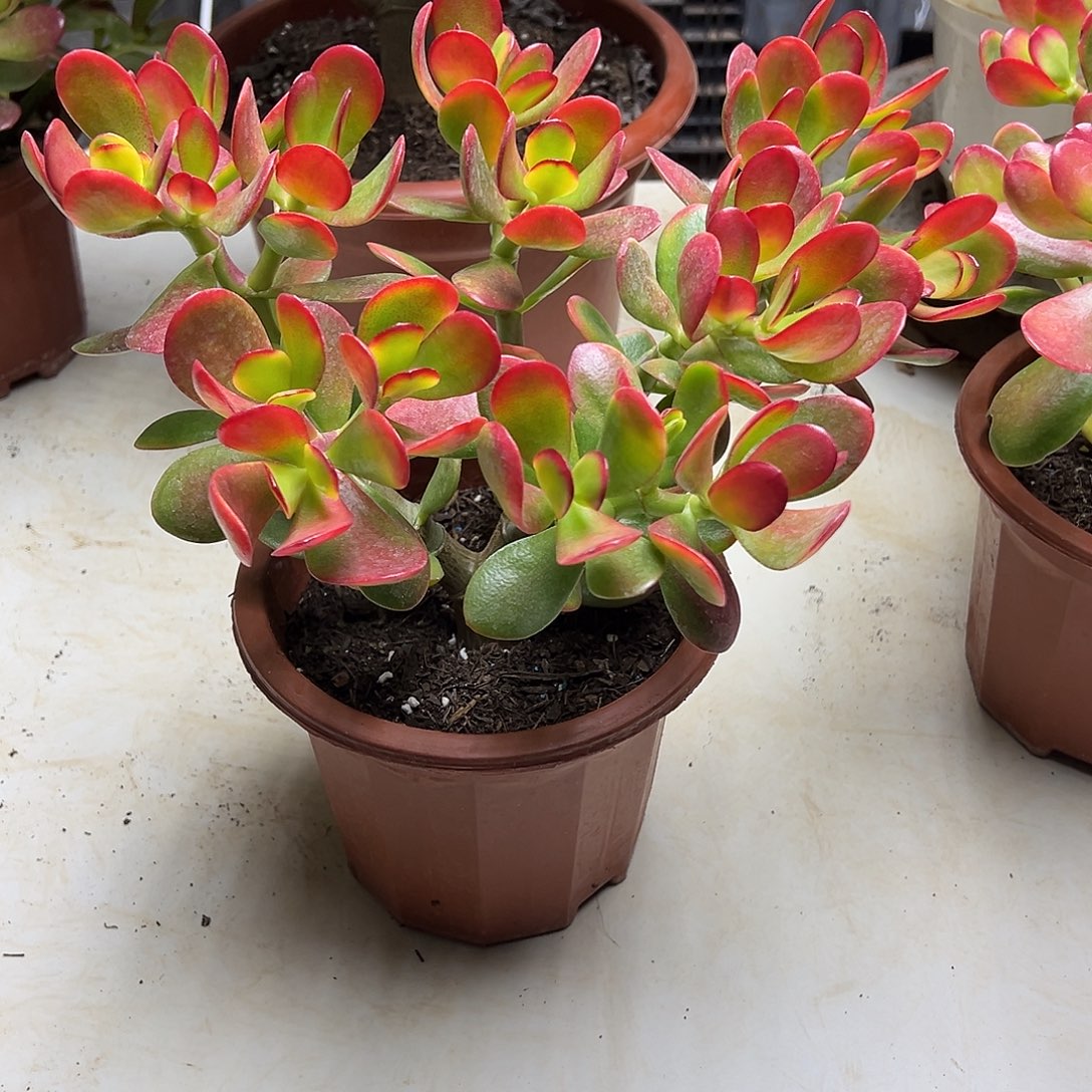 4年黄金花月带盆土发货