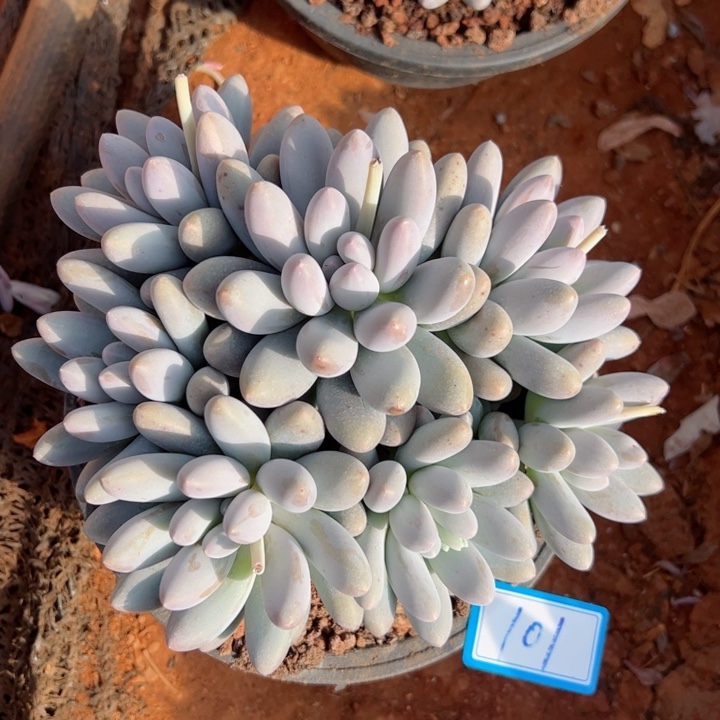 101汤圆平平安安健健康康