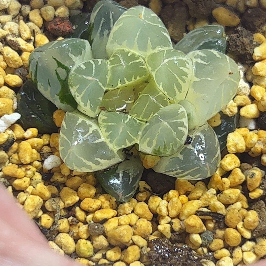 糊斑北极之光锦十二卷多肉