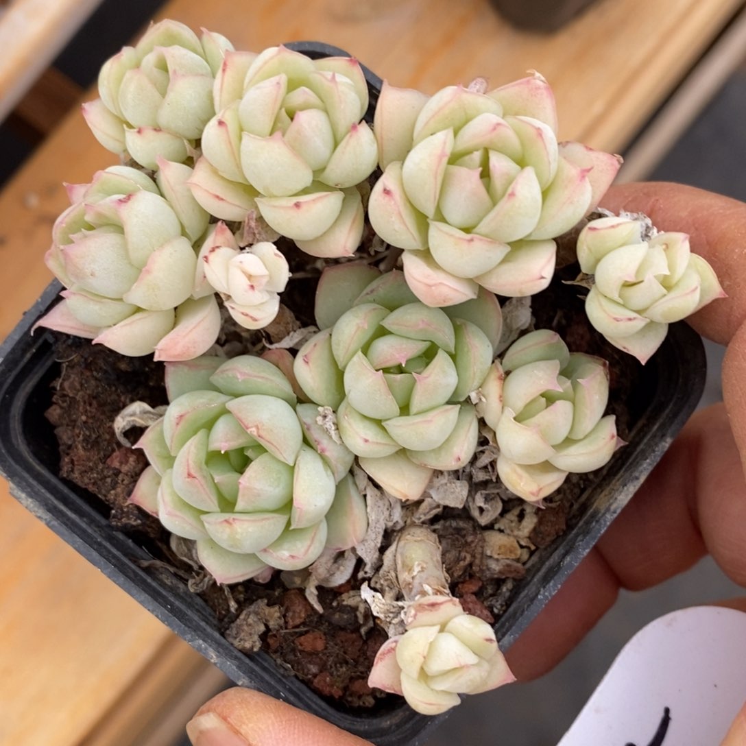 精晶多肉一物一拍不包整105