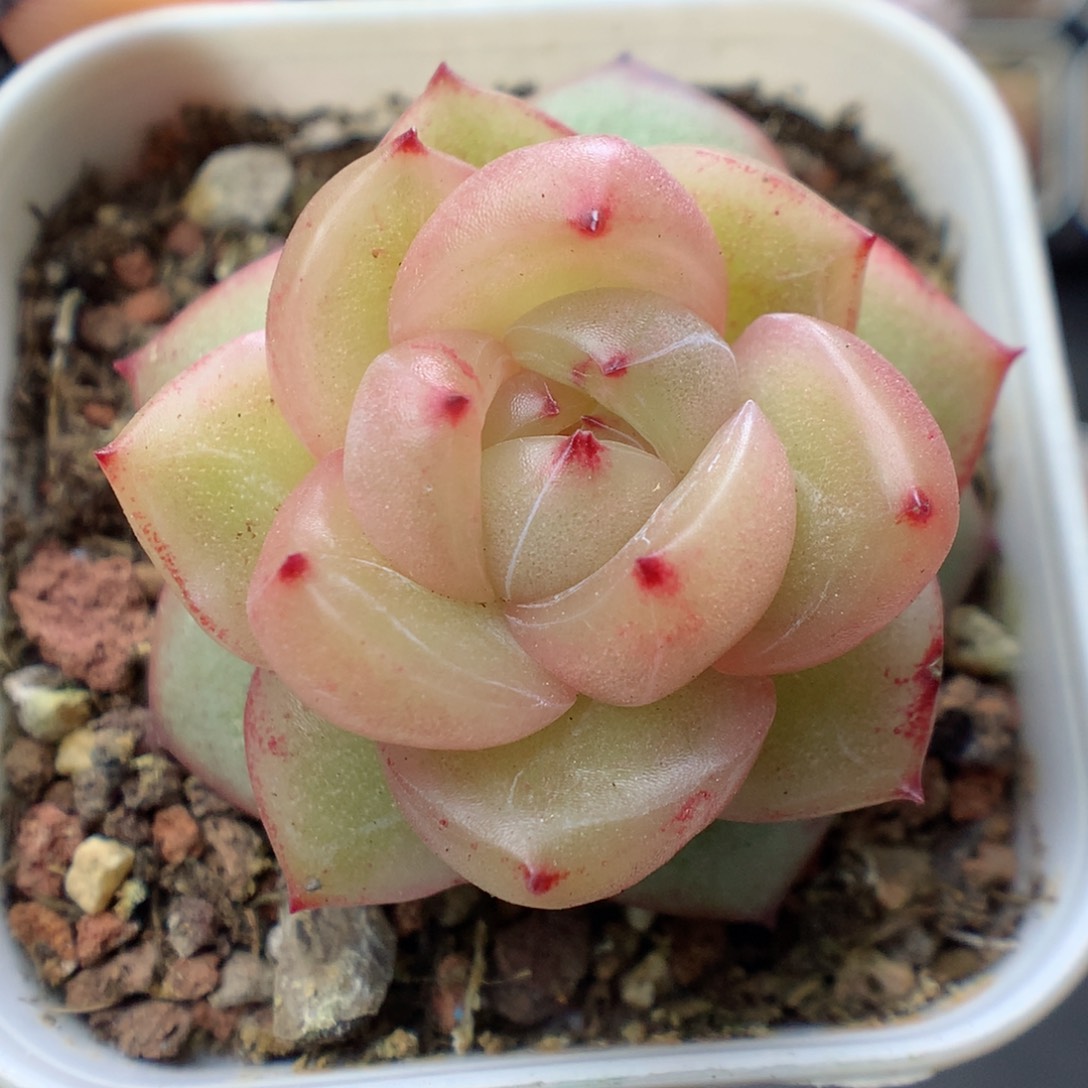 多肉植物。 珍妮66
