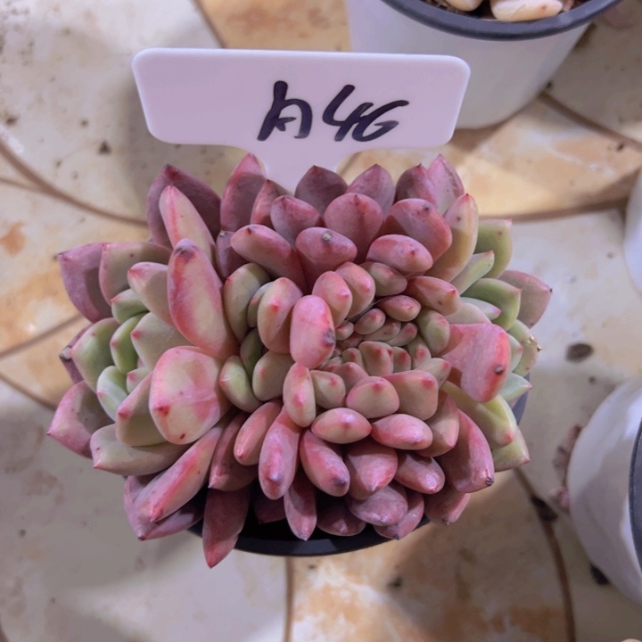 健健康康平平安安