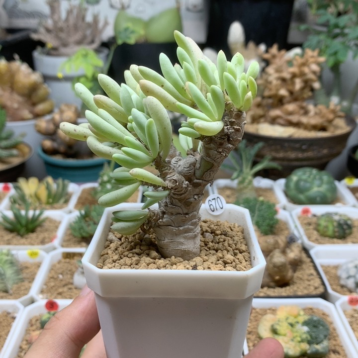 卡拉菲厚敦菊老桩脱土（不包掉叶子）