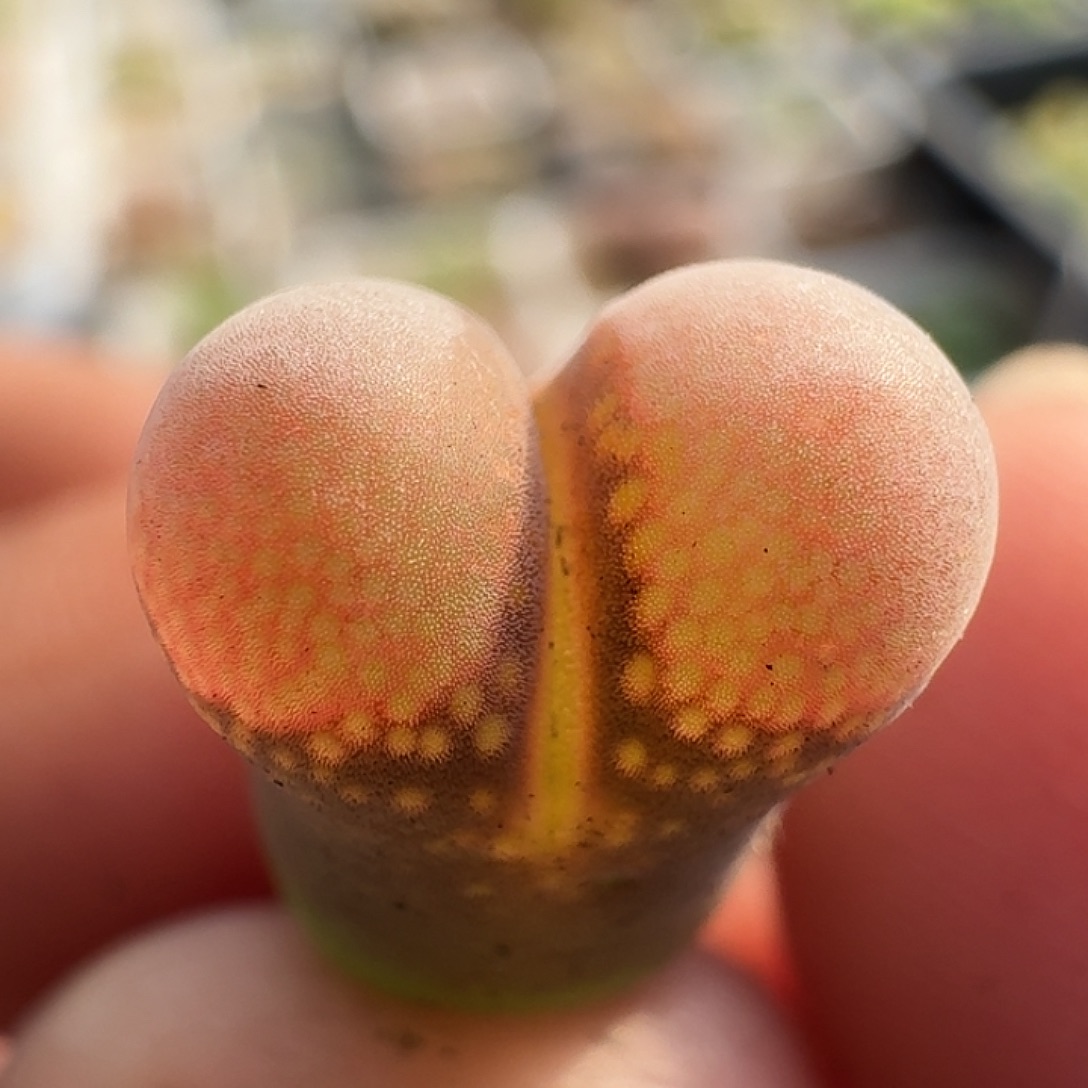 125三代日红风铃玉1.1厘米