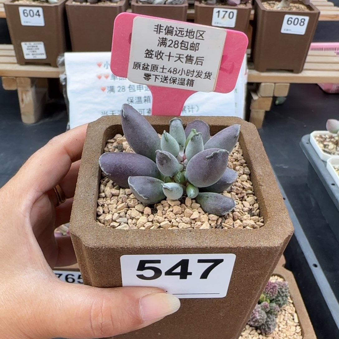 547艺妓海豹多肉植物
