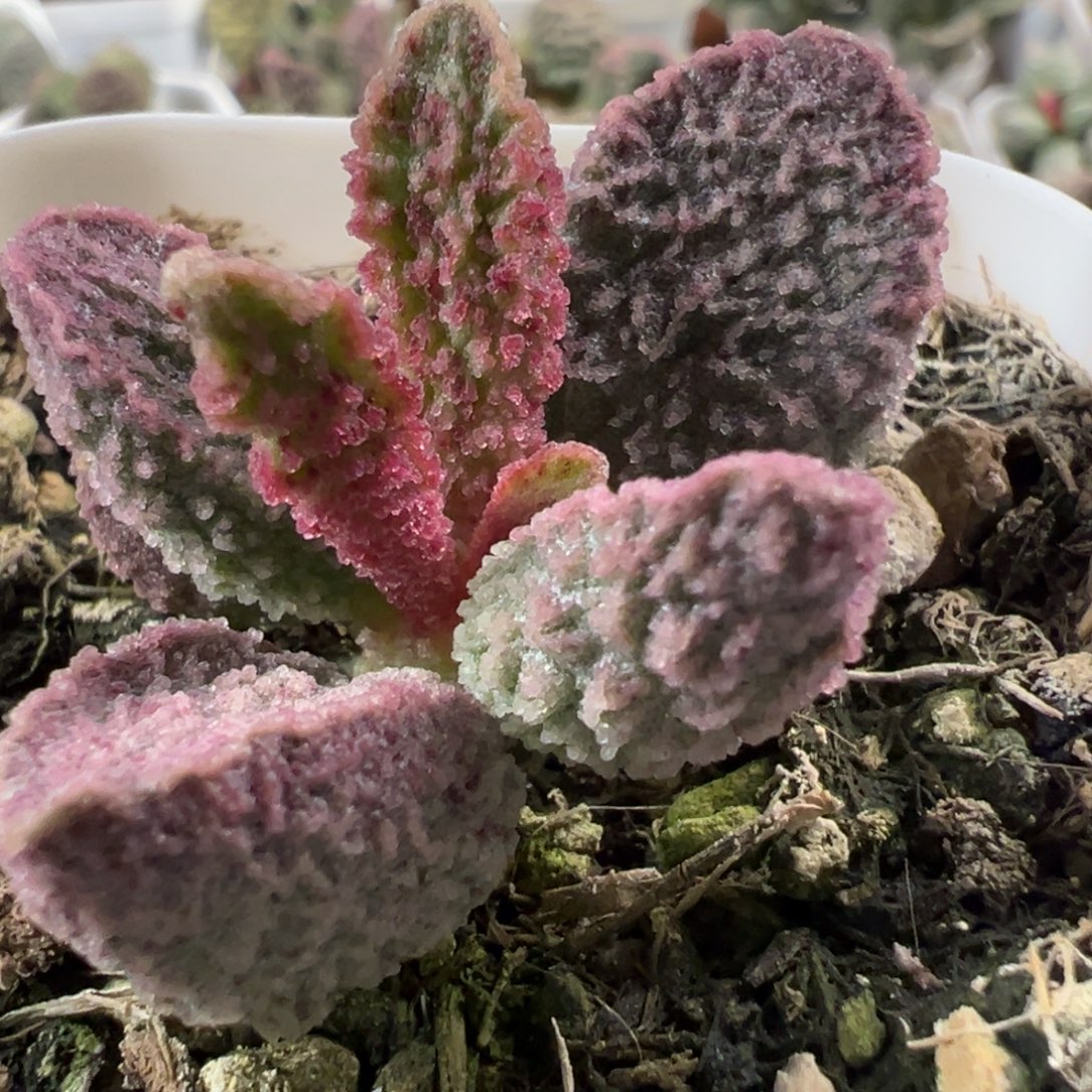 实生新品多肉植物水泡