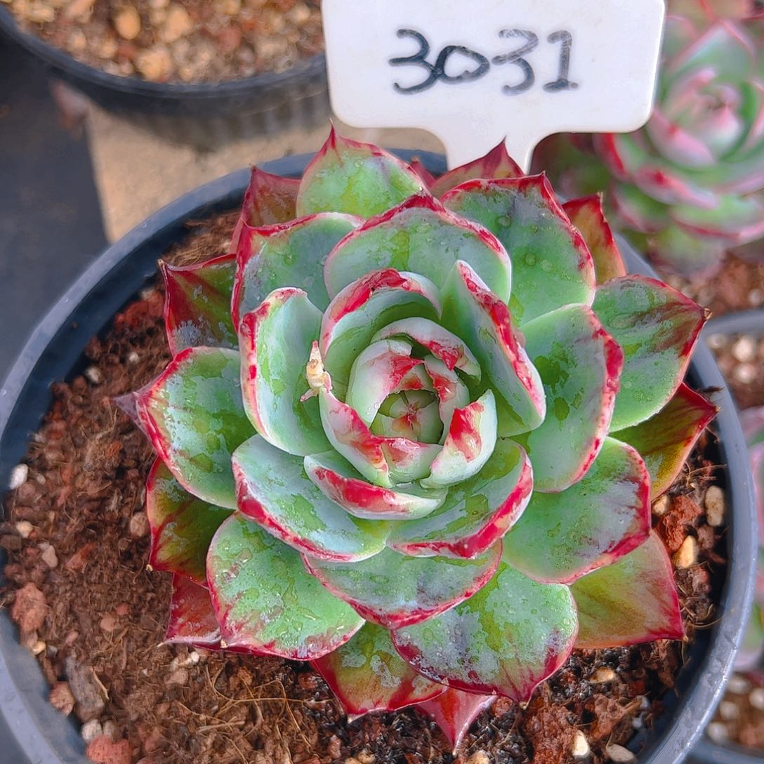 惊鸿仙子一物一拍3031号