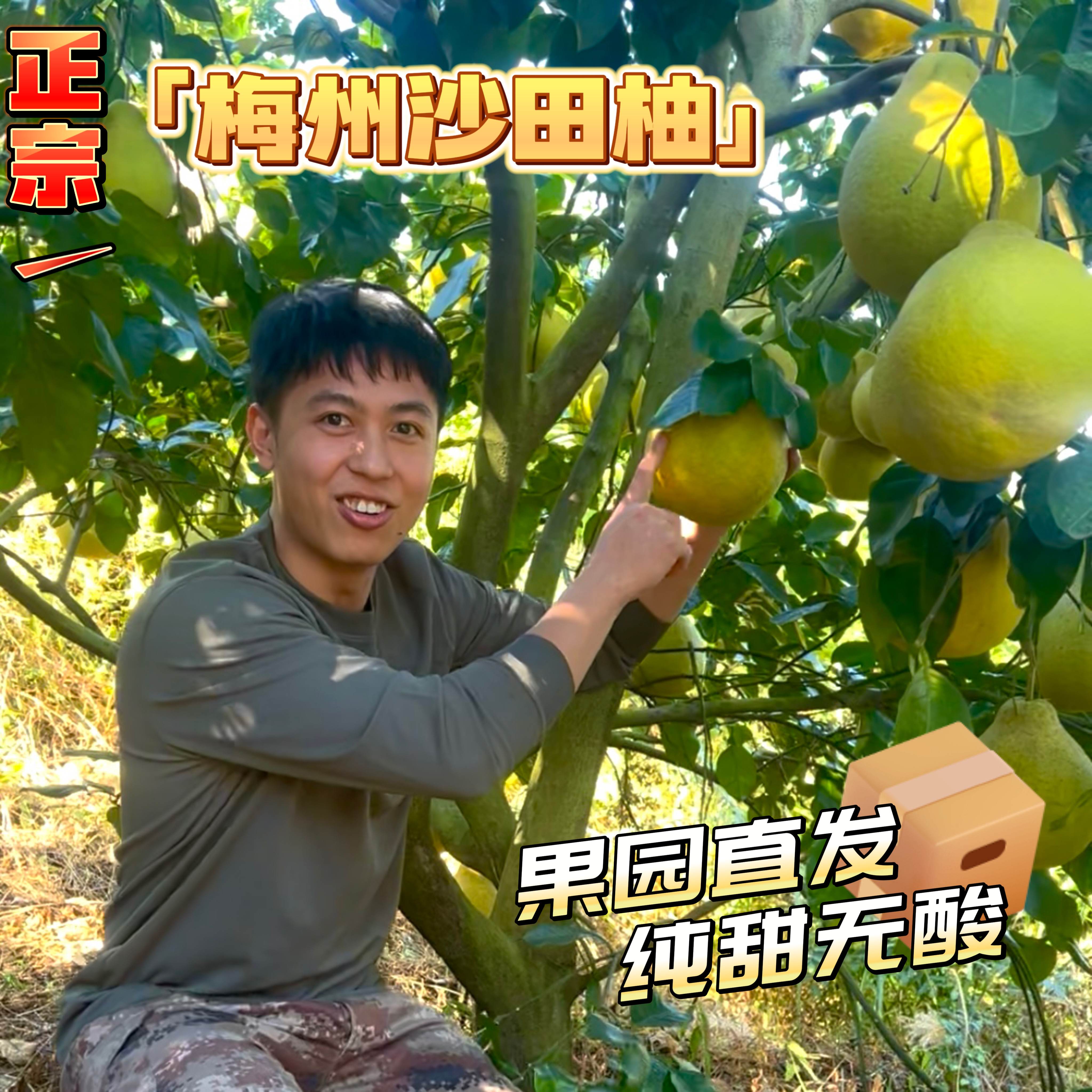 【果园直发】梅州沙田柚纯甜无酸新鲜正宗梅县沙田柚精选大果