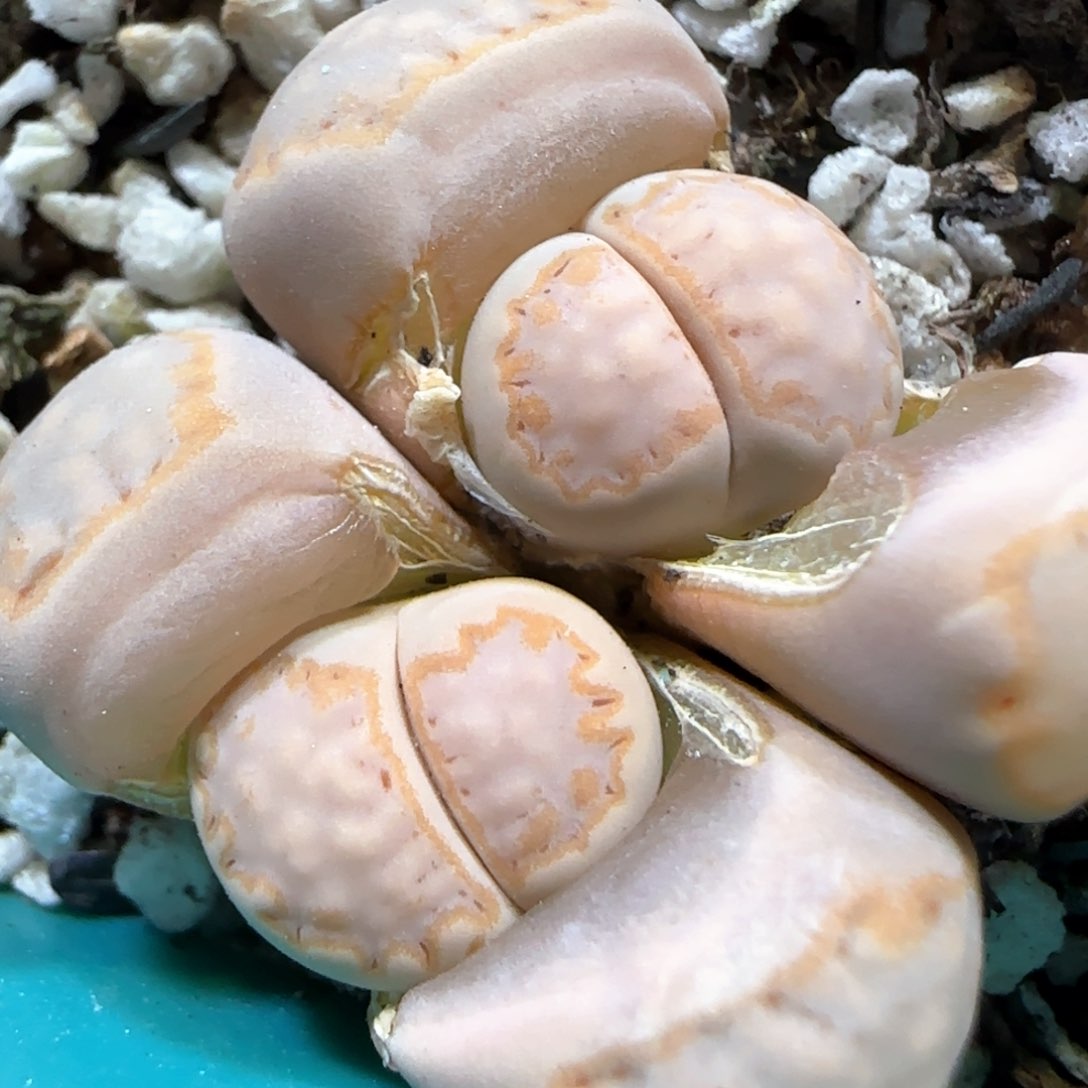 3.21。215饼干 5080