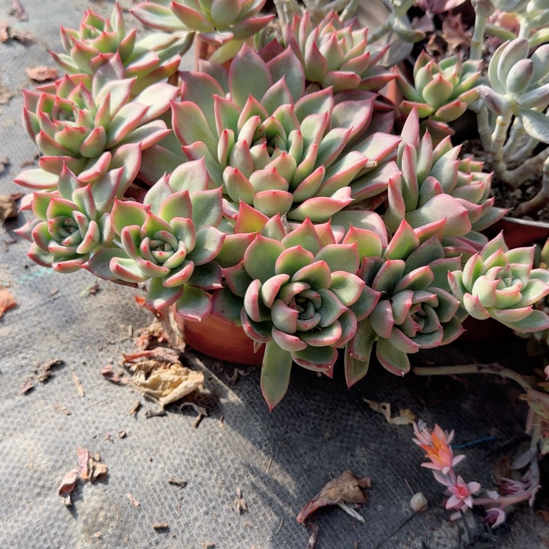 无花朵弗洛150手捧