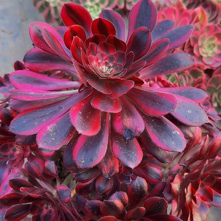 精品香奈儿老桩捧花特价福利