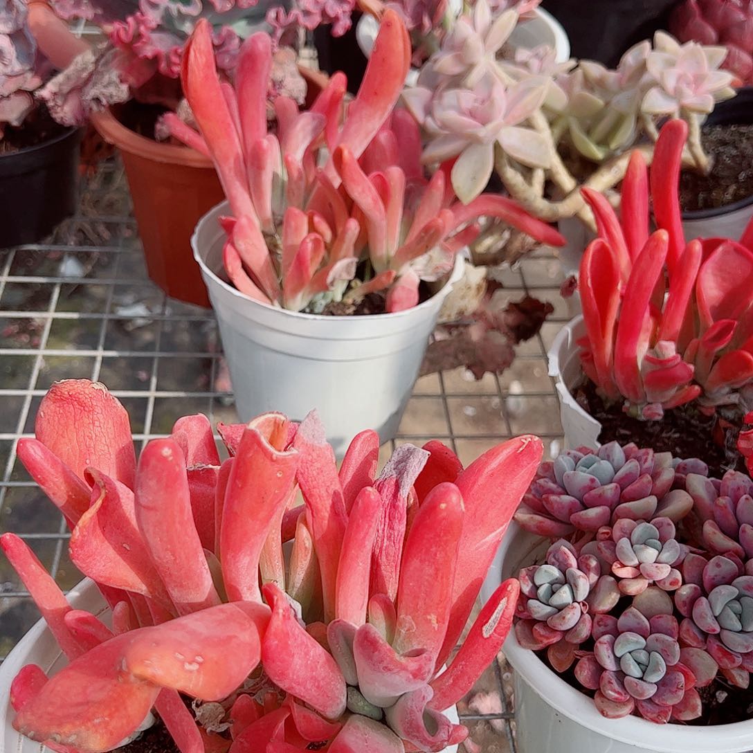火狐狸多头造型精品特价二盆