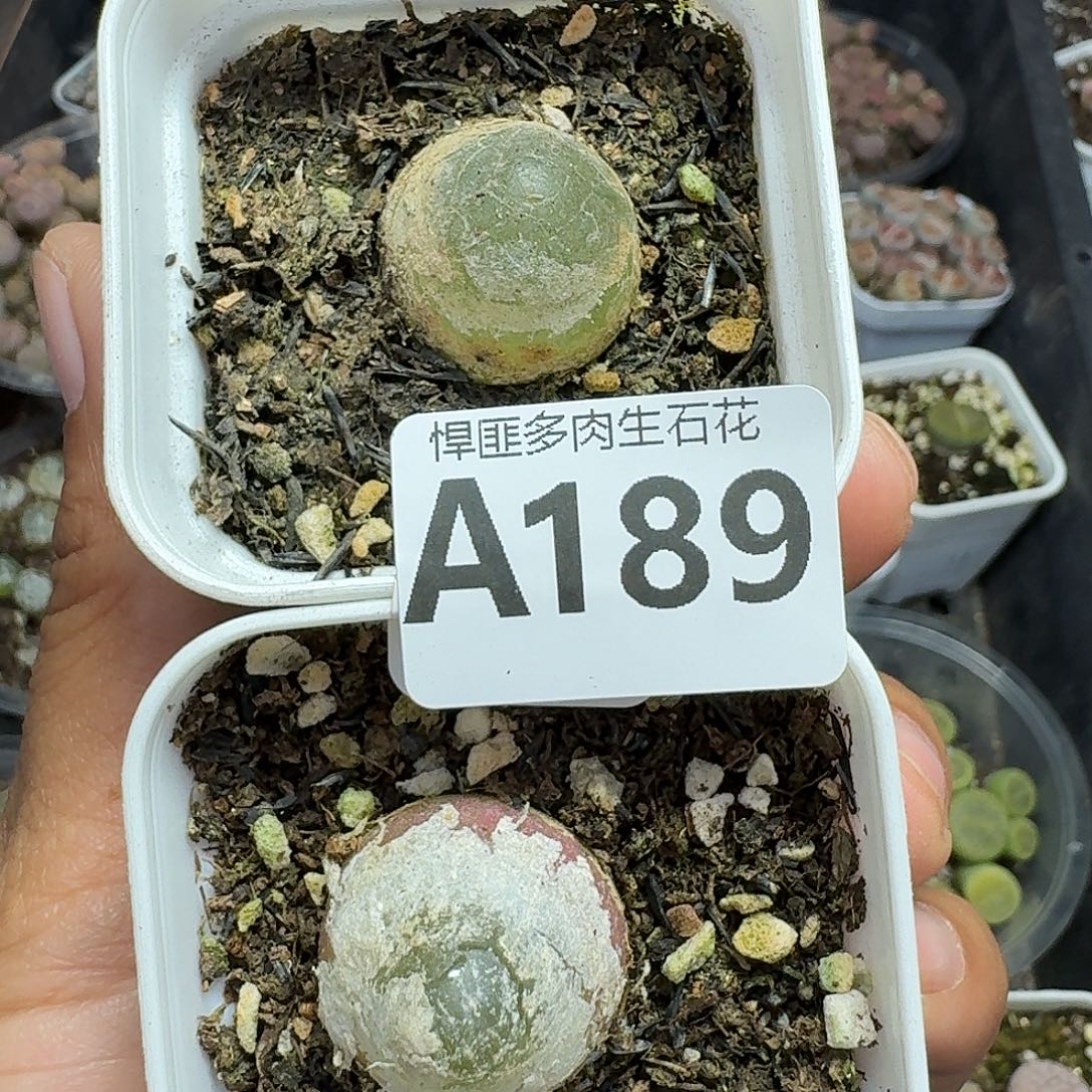189多肉植物多肉植物
